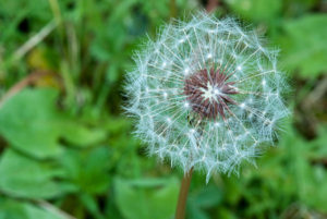 weed control cary nc raleigh durham rtp