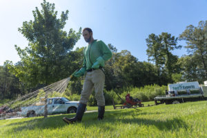 fungicide lawn application in North Carolina